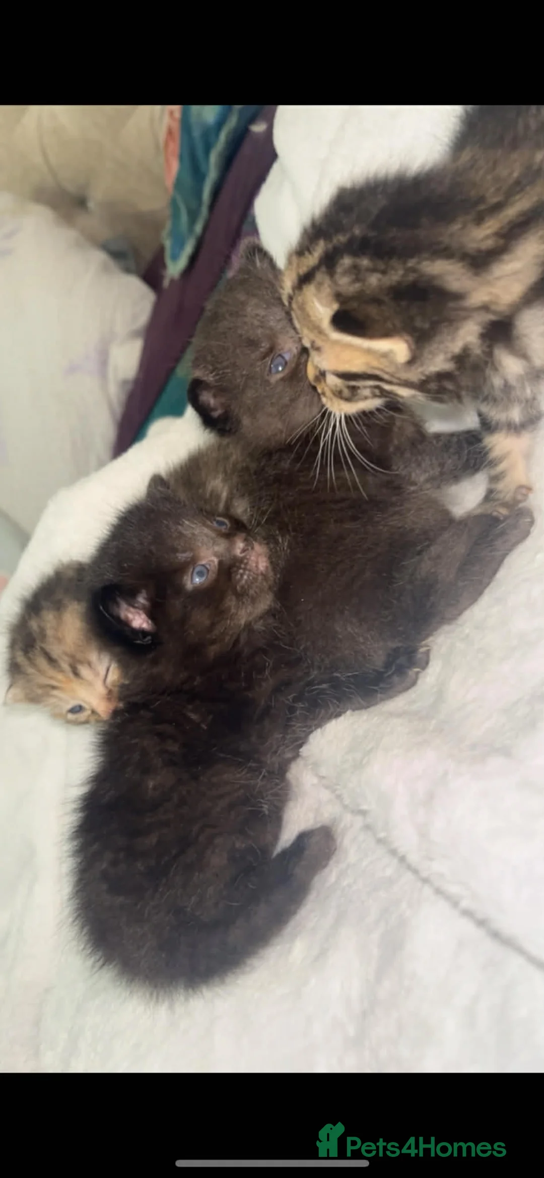 Mixed Breed cats for sale: Adorable little kittens  in Camberley - Advert 2