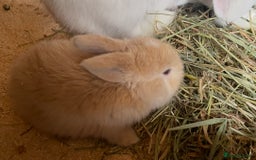 Mini Lop rabbits for sale: Baby mini lops ready to reserve !! - Image 2