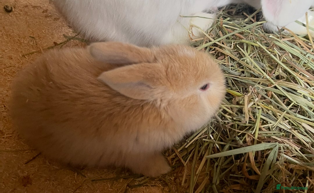 Mini Lop rabbits for sale: Baby mini lops ready to reserve !! - Image 2