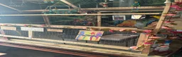 Cockatiels birds for sale: Bonded kakarikis in Otley - Advert 5