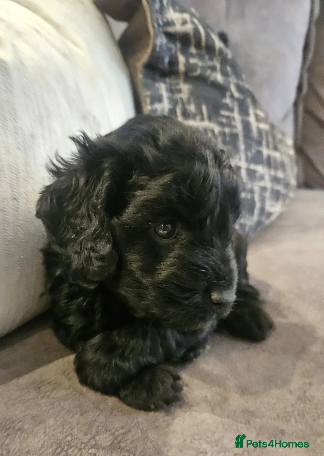 Cockapoo dogs for sale: Stunning cockapoo🖤🖤 - Advert 9