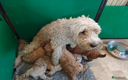 Cockapoo dogs for sale: Gorgous F1B Cockapoo Puppies ready 12th October  - Image 8