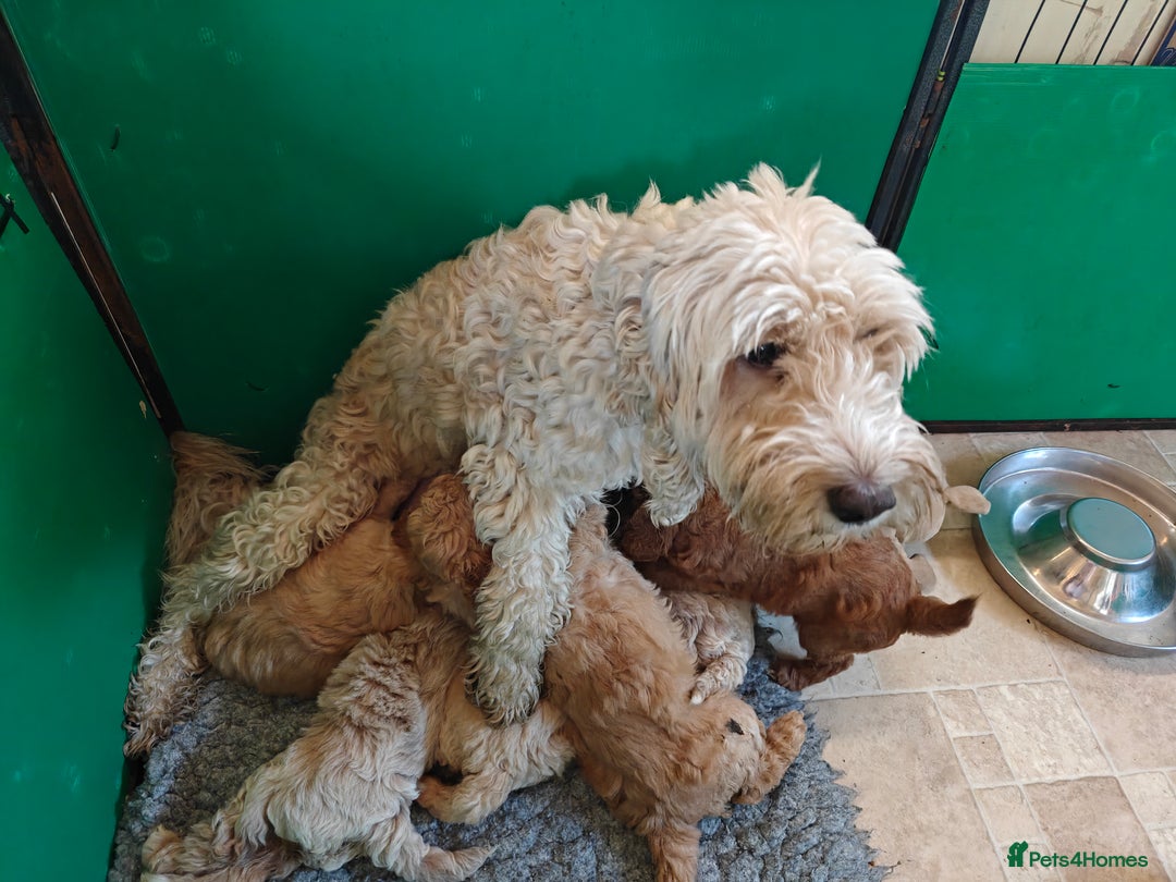 Cockapoo dogs for sale: Gorgous F1B Cockapoo Puppies ready 12th October  - Image 8