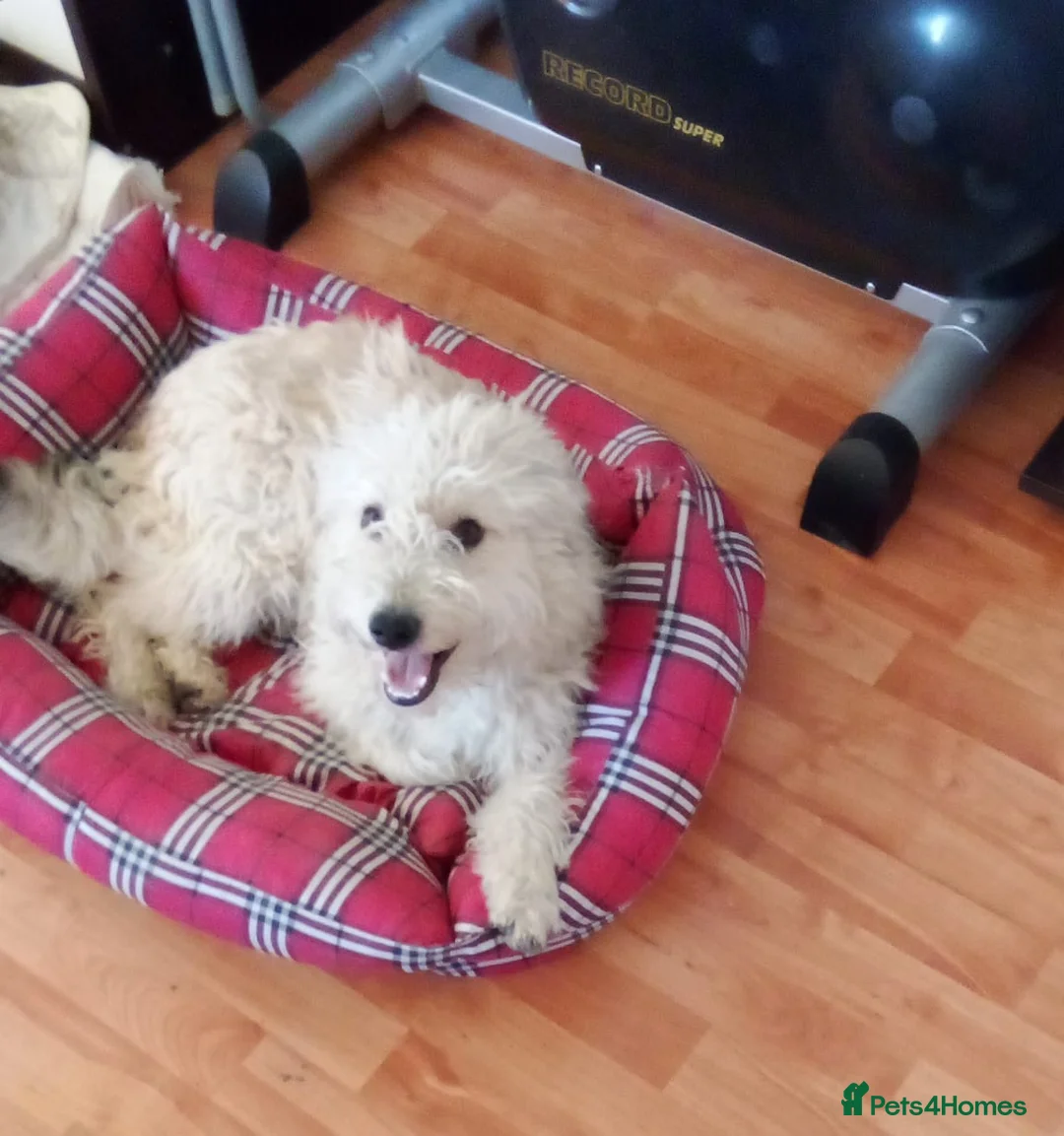 Mixed Breed dogs for adoption: ❄️SNOW-DROP❄️ - a gentle soul with a hopeful heart - Advert 1