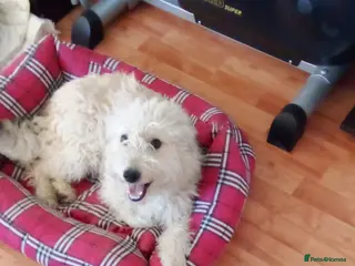 Mixed Breed dogs ❄️SNOW-DROP❄️ - a gentle soul with a hopeful heart - Advert 2