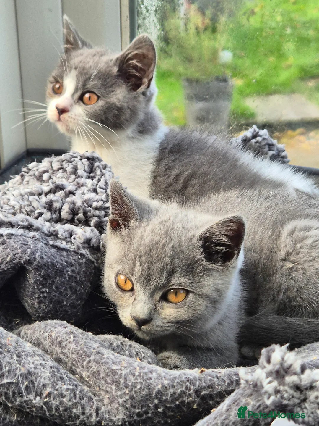 British Shorthair cats for sale: Stunning BSH kitten GCCF Reg Champion sired - Advert 17