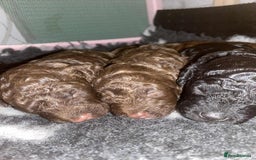 Cockapoo dogs for sale: Stunning F1b cockapoos - Image 13