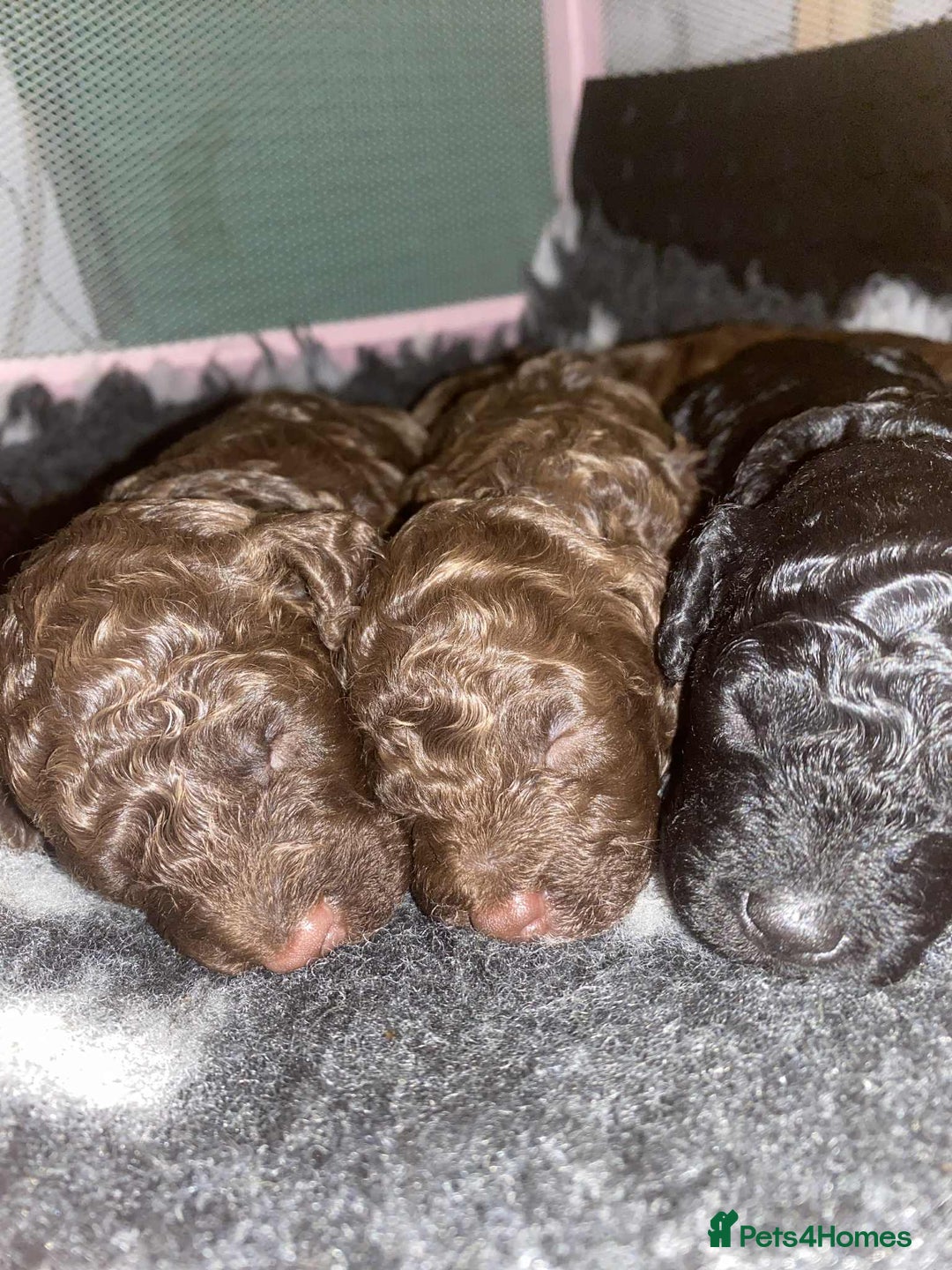 Cockapoo dogs for sale: Stunning F1b cockapoos - Image 13