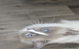 Ragdoll cats for sale: Adult ragdoll female  - Image 5