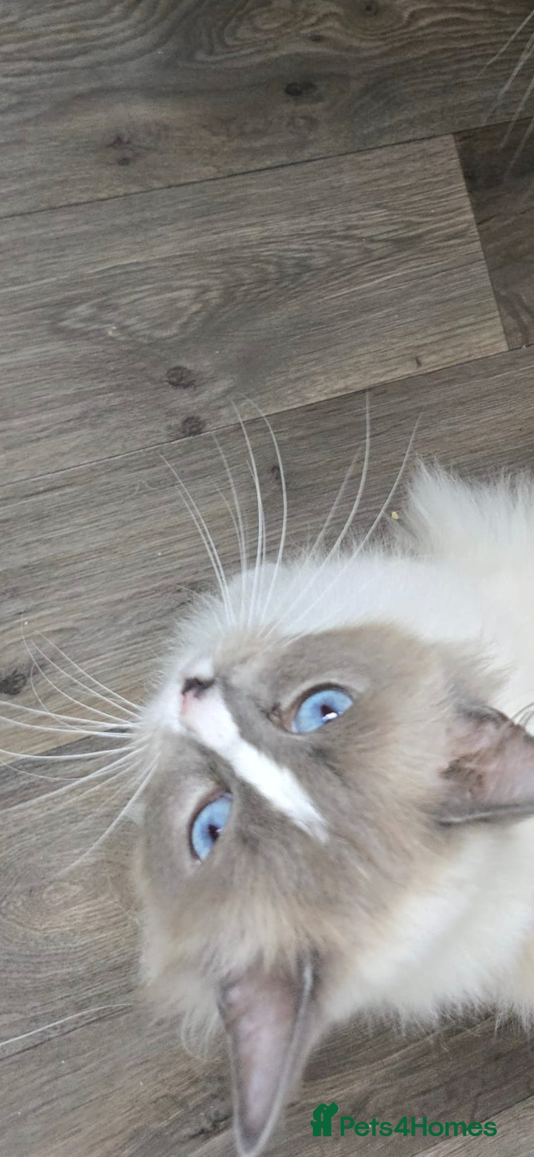 Ragdoll cats for sale: Adult ragdoll female  - Image 5