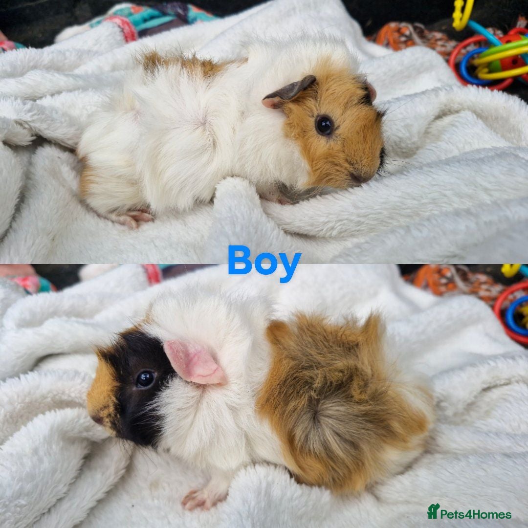 Guinea Pig rodents 3 Male baby guinea pigs - Born 14/7/26 - Advert 2
