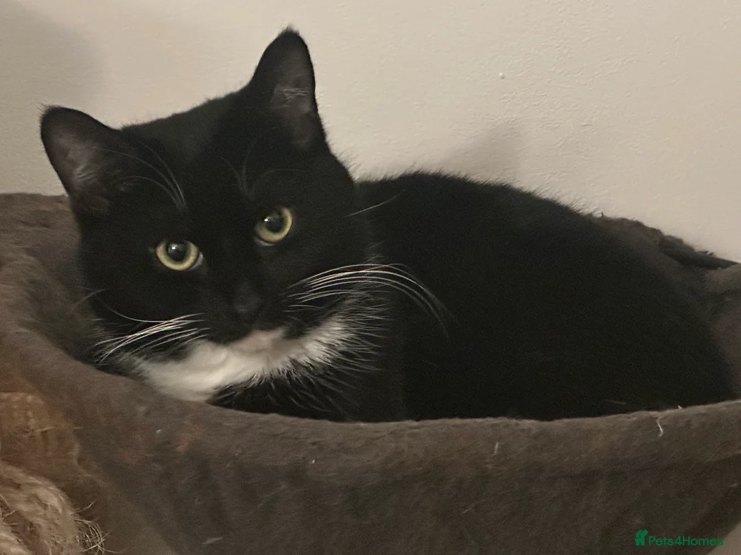 Mixed Breed cats for sale: 2x male kittens for sale. - Advert 3