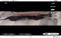 Dachshund dogs for sale: Dachshund  - Advert 2