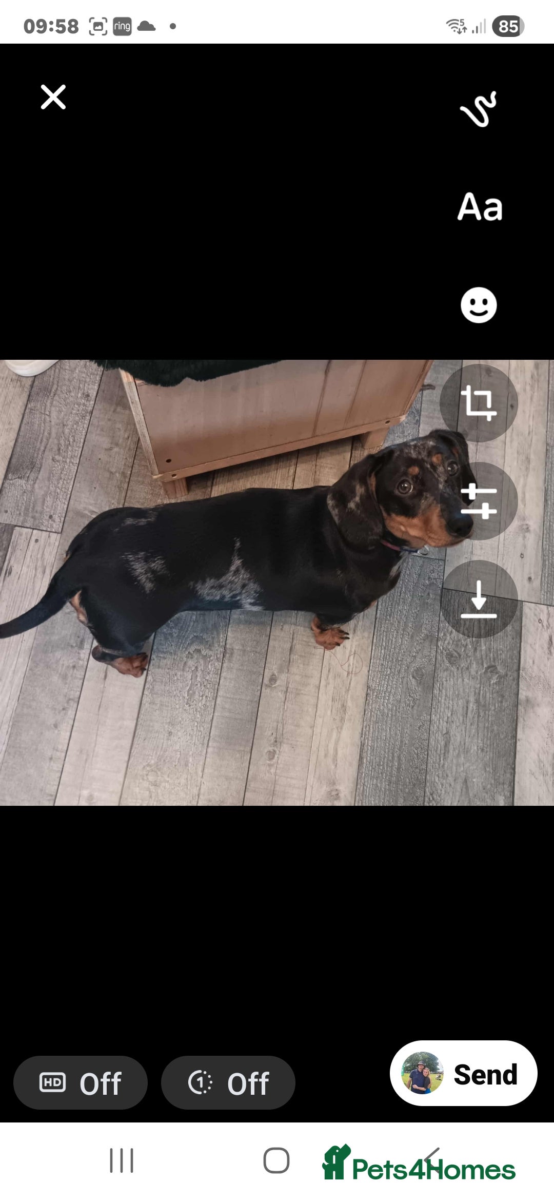 Dachshund dogs for sale: Dachshund  - Advert 2