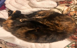 Domestic Shorthair cats for sale: Brother & Sister (not to be split) - Advert 12