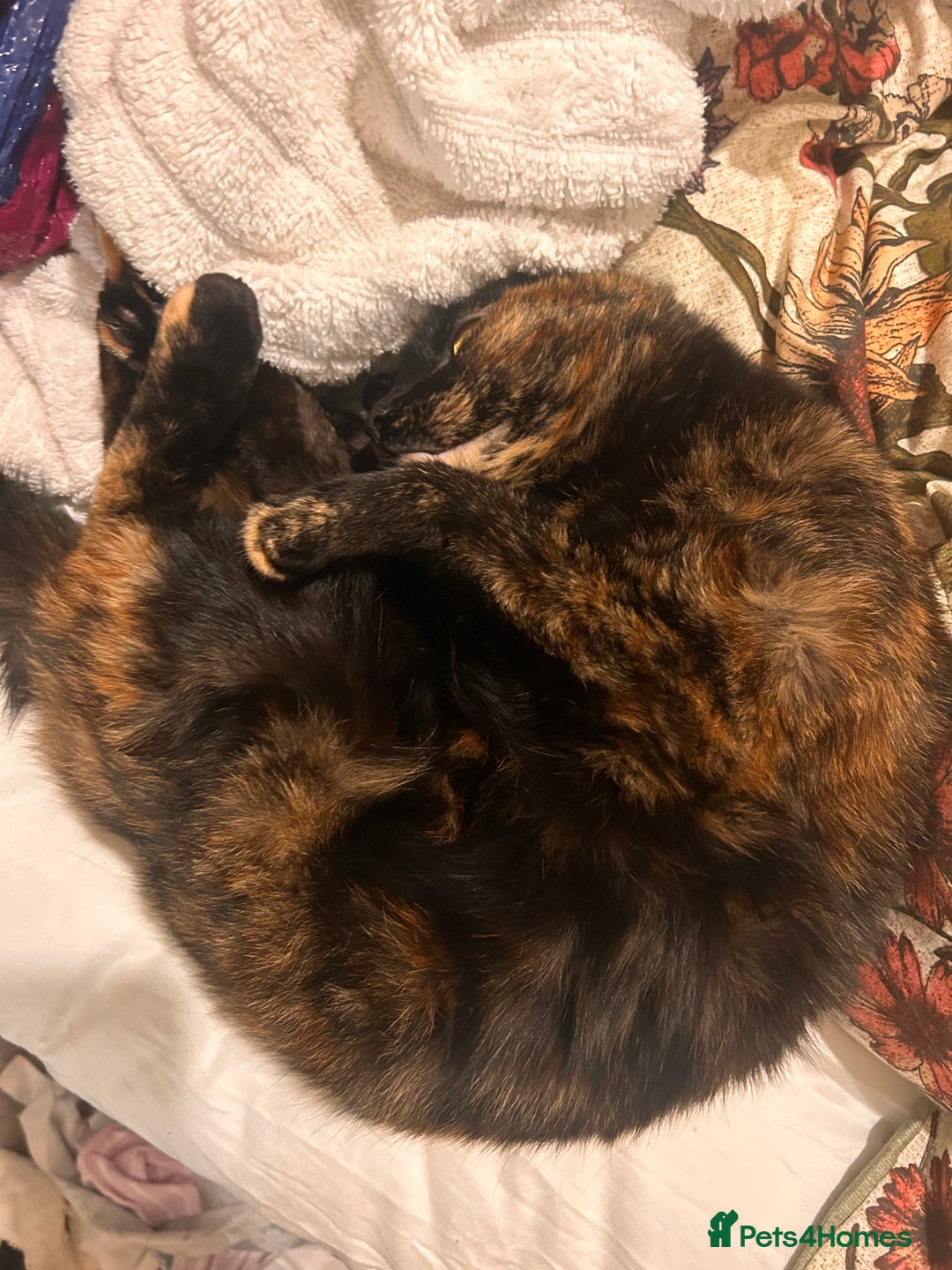 Domestic Shorthair cats for sale: Brother & Sister (not to be split) - Advert 12