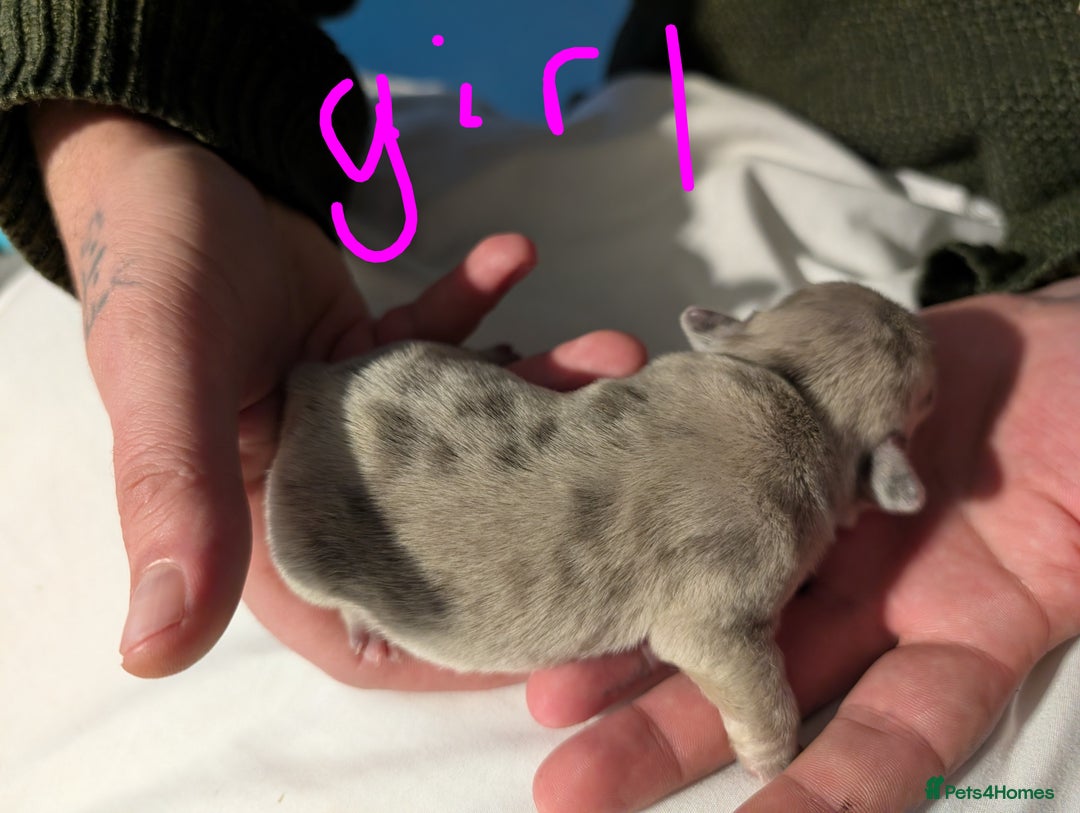 Frug dogs for sale: Beautiful litter of frugs  - Advert 4