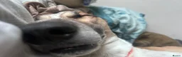 Mixed Breed dogs for sale: 4 year old male border collie x greyhound in Washington - Advert 2