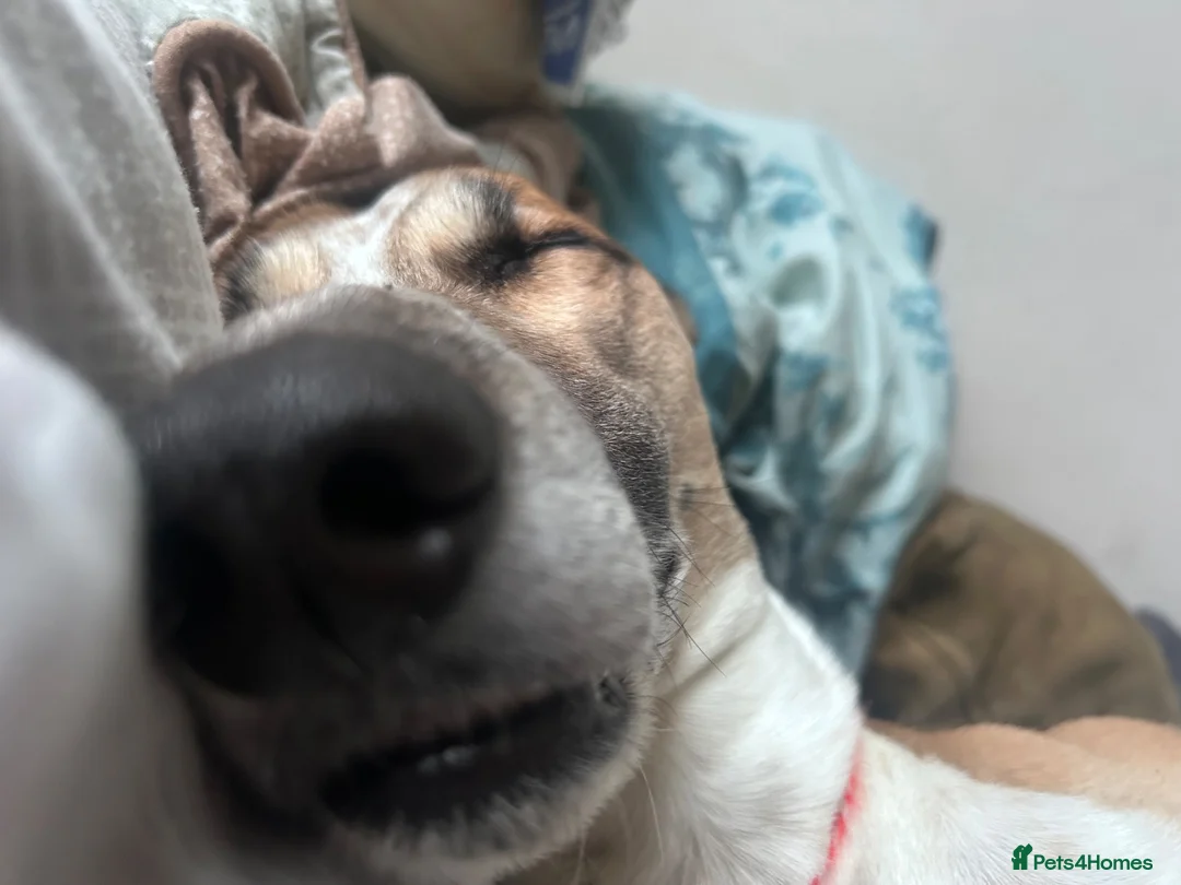 Mixed Breed dogs for sale: 4 year old male border collie x greyhound in Washington - Advert 2