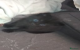 Mixed Breed cats for sale: mixed breed kittens  - Advert 3