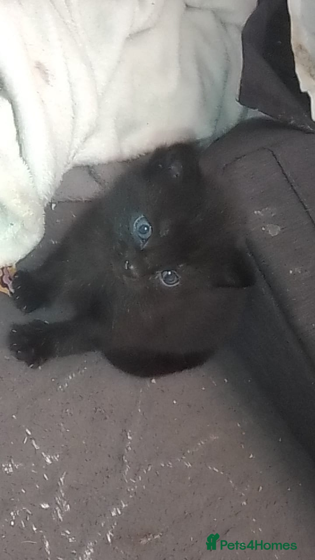 Mixed Breed cats for sale: mixed breed kittens  - Advert 3