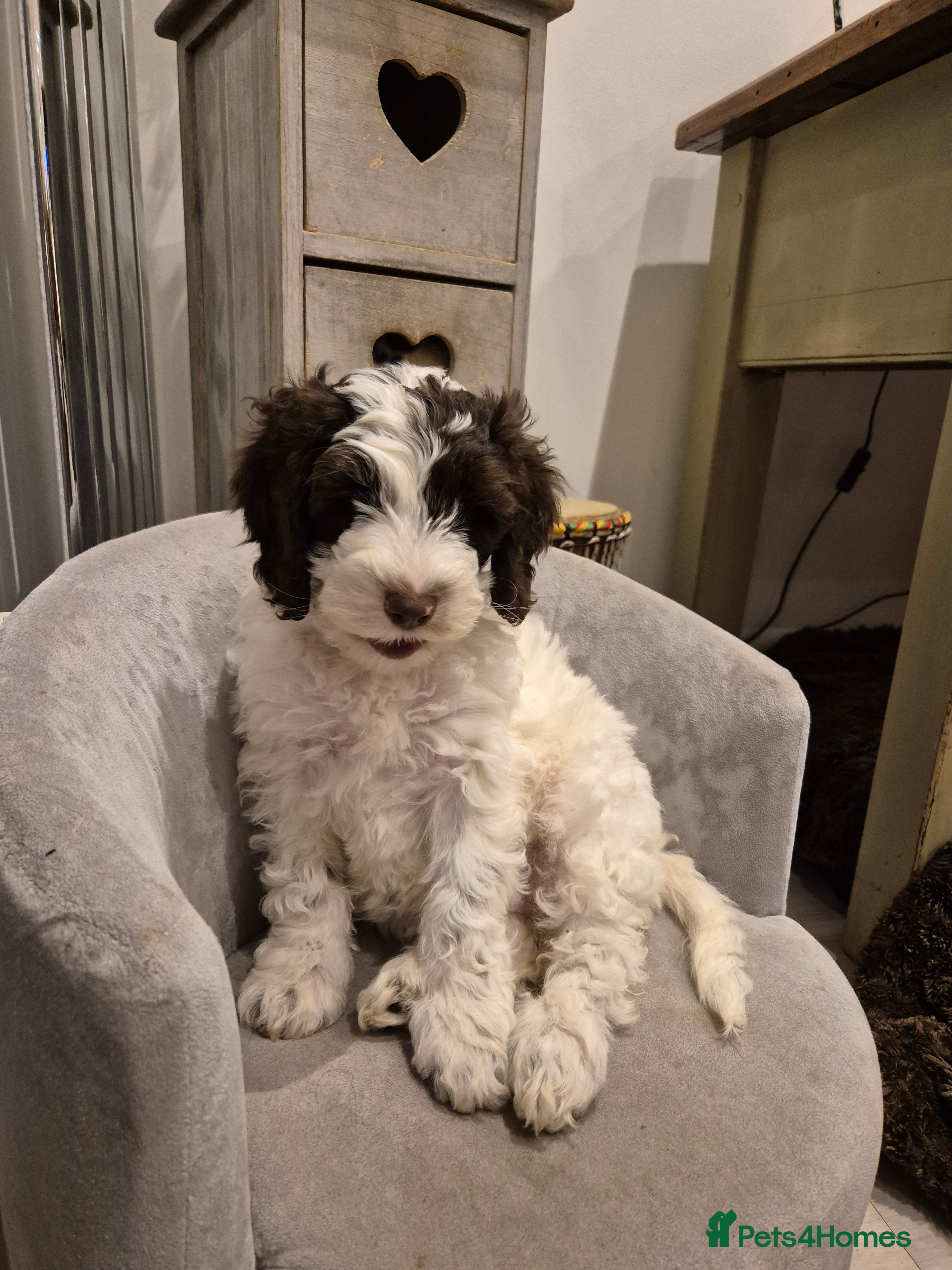 Cockapoo dogs Stunning F2B cockapoos ready now! - Advert 14