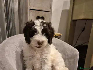 Cockapoo dogs Stunning F2B cockapoos ready now! - Advert 14