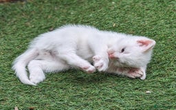 Mixed Breed cats for sale: Premium kittens for sale - Image 11