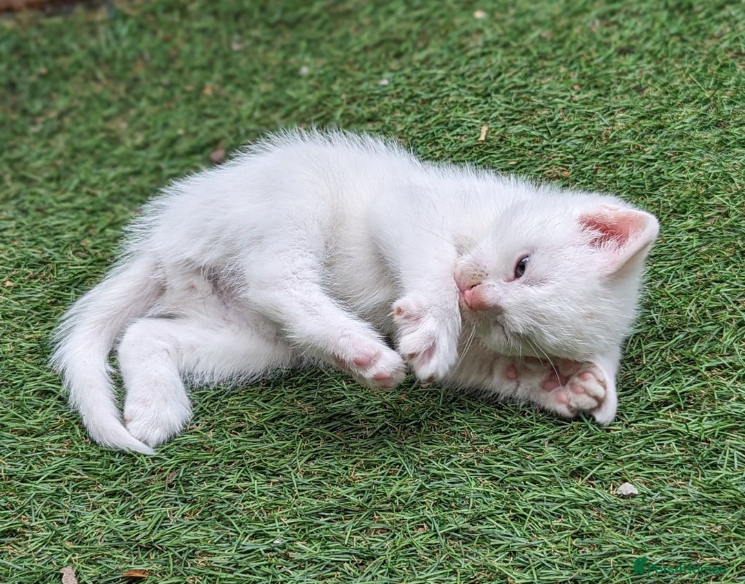 Mixed Breed cats for sale: Premium kittens for sale - Image 11