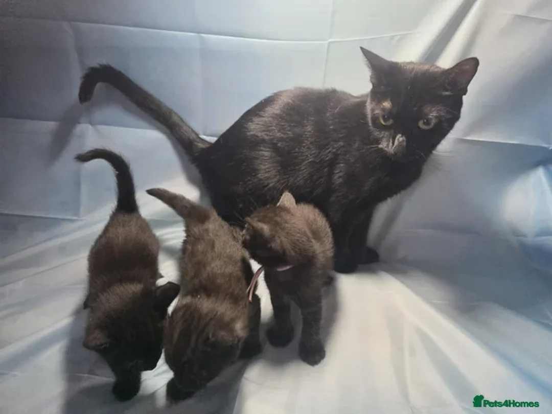 Mixed Breed cats for sale: Last Kitten Available – Ready for His Forever Home - Advert 3