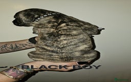 Bullmastiff dogs for sale: 11 Bullmastiff puppies for sale - Advert 14