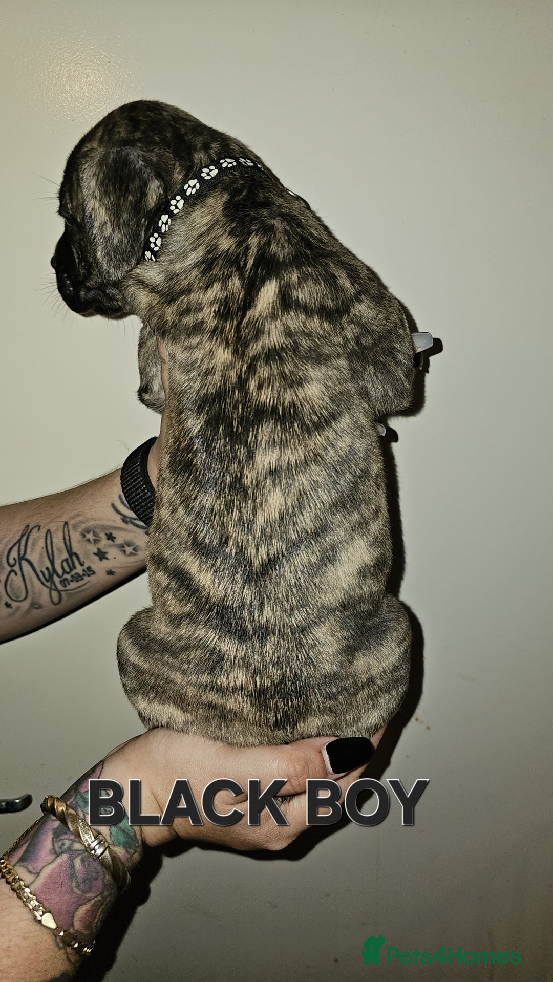 Bullmastiff dogs for sale: 11 Bullmastiff puppies for sale - Advert 14