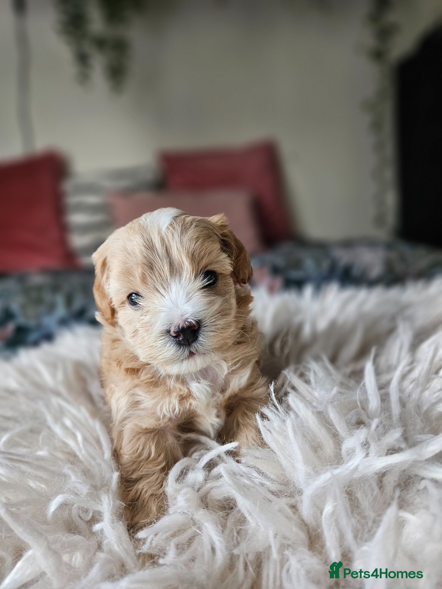 Maltipoo dogs for sale: Cute Small Maltipoos F1  - Advert 21