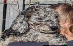 Australian Labradoodle dogs for sale: Ready Now !  Miniature Australian Labradoodles - Image 22