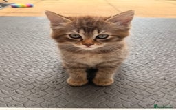 Ragdoll cats for sale: RARE full RAGDOLL BABYS  - Image 30