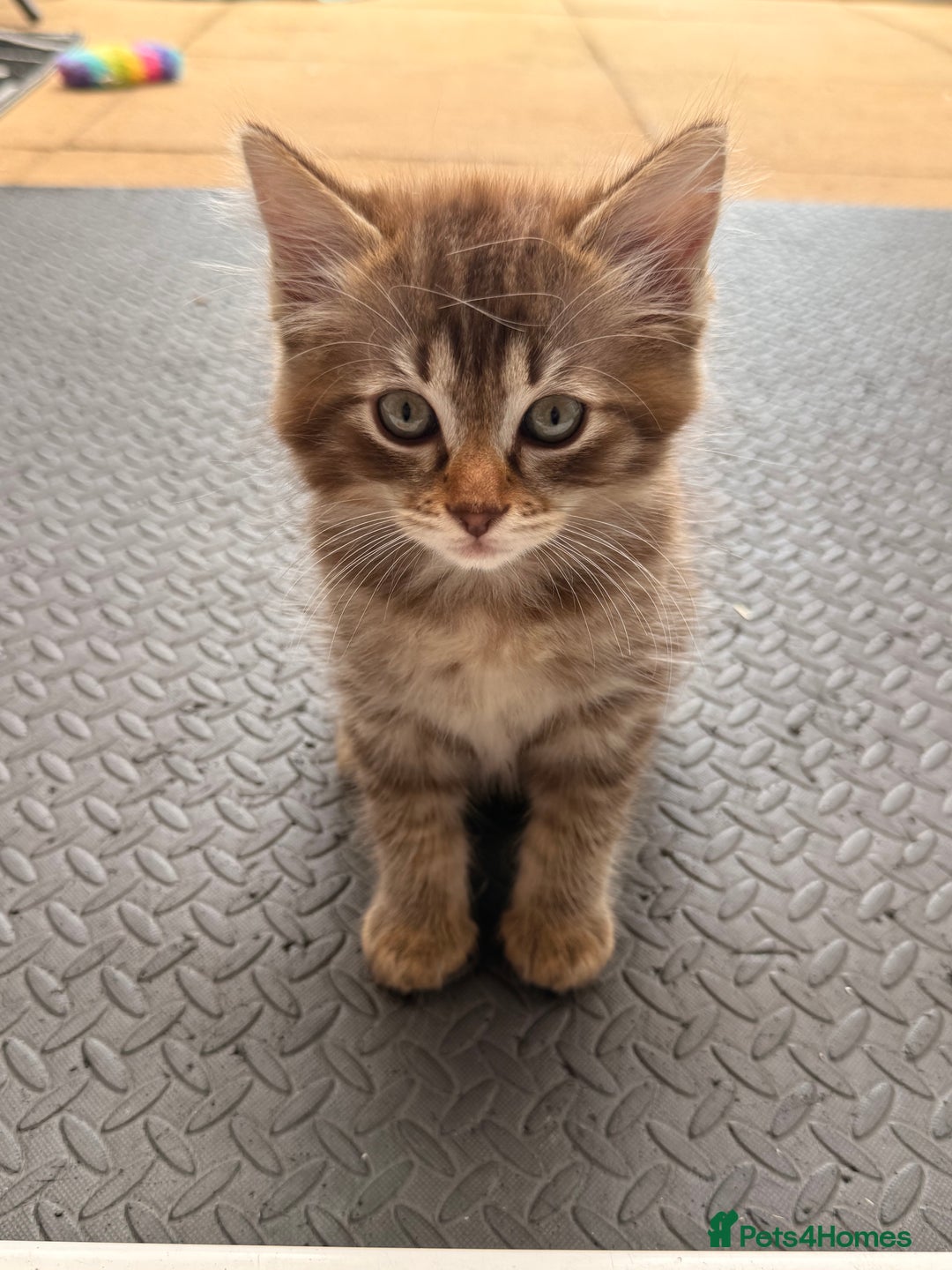 Ragdoll cats for sale: RARE full RAGDOLL BABYS  - Image 30