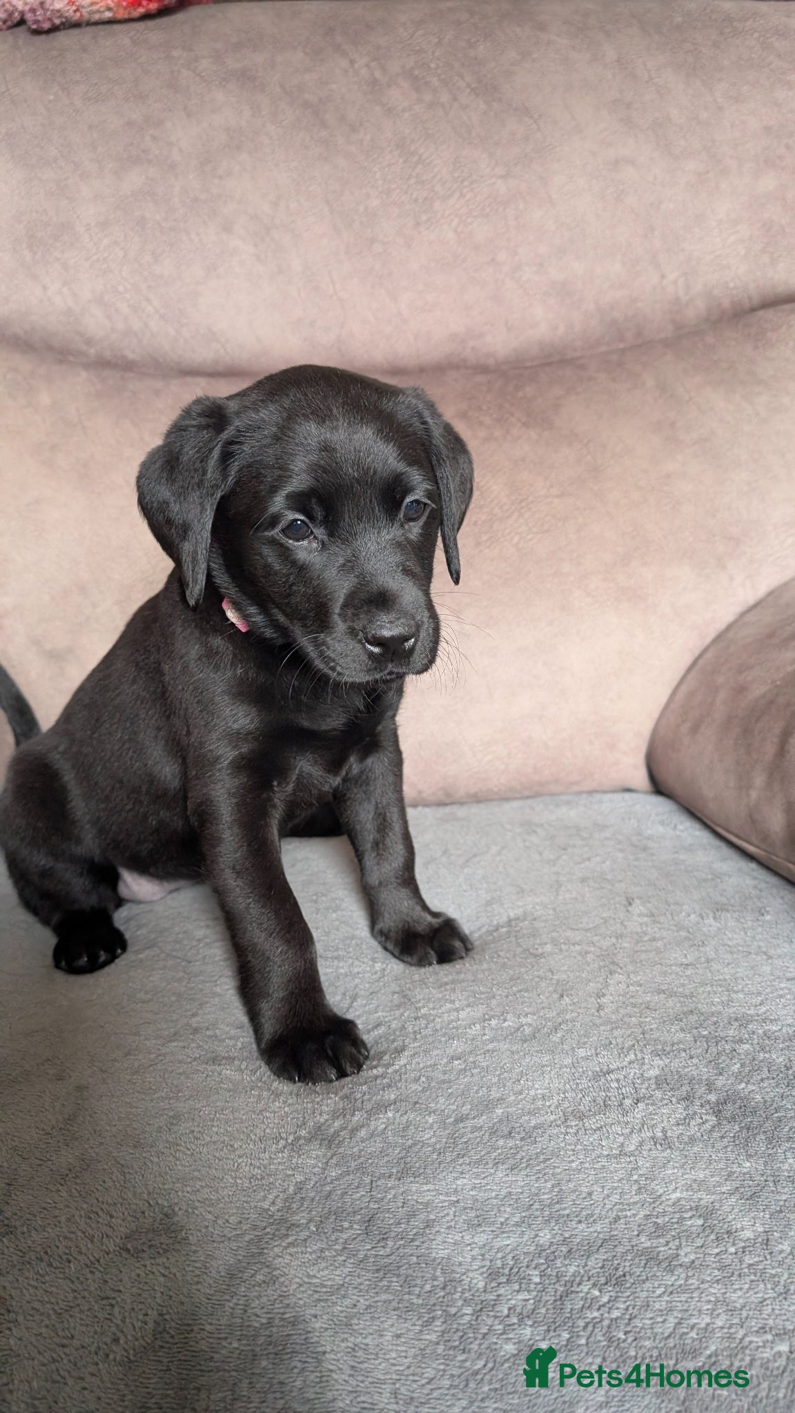 Labrador Retriever Puppy 1