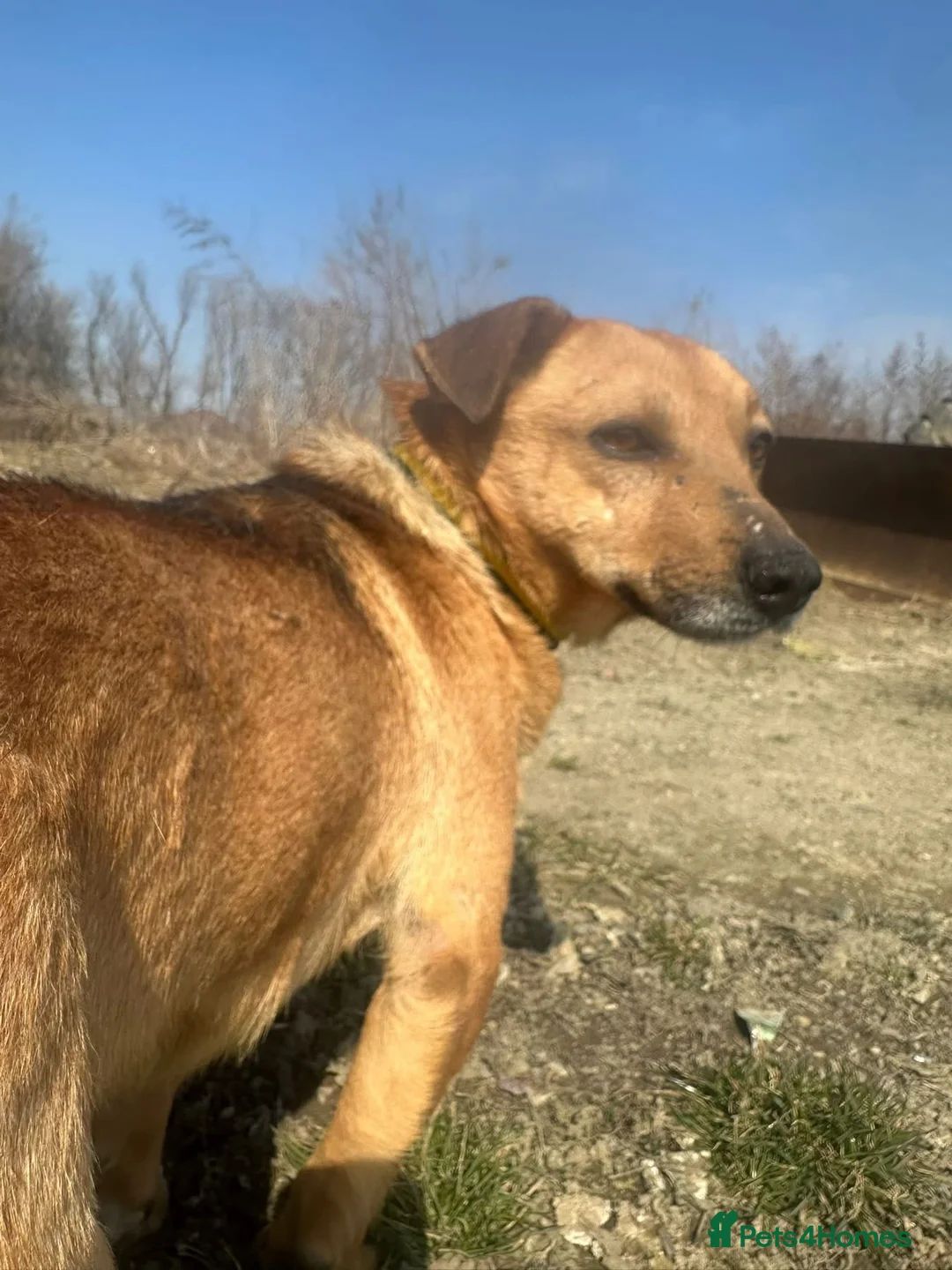 Mixed Breed dogs for adoption: Terry - Norwich Norfolk  - Advert 10