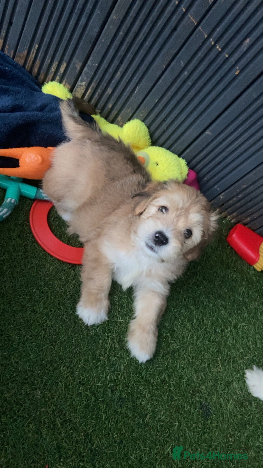 Lhasapoo dogs for sale: Lhasapoo puppies - Image 10
