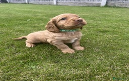 Cocker Spaniel dogs for sale: Cocker spaniel puppies - Image 8