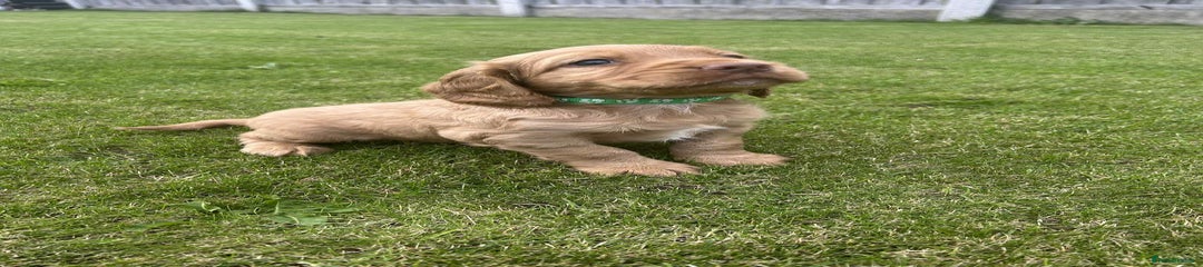 Cocker Spaniel green collar 