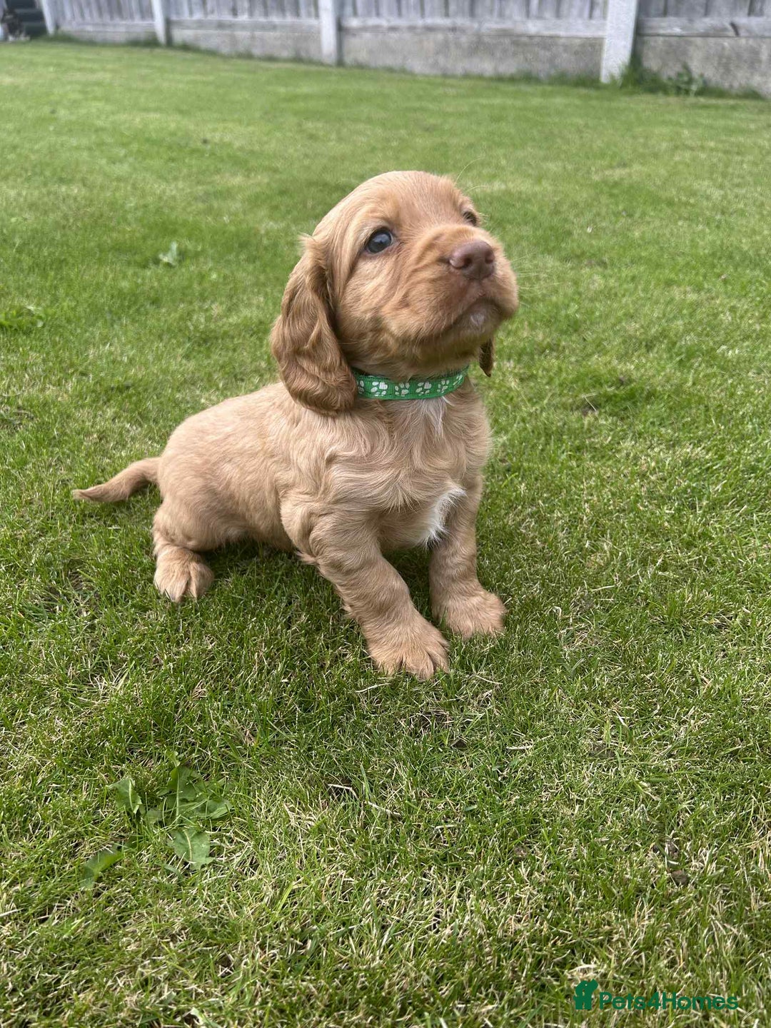 Cocker Spaniel dogs for sale: Cocker spaniel puppies - Image 8