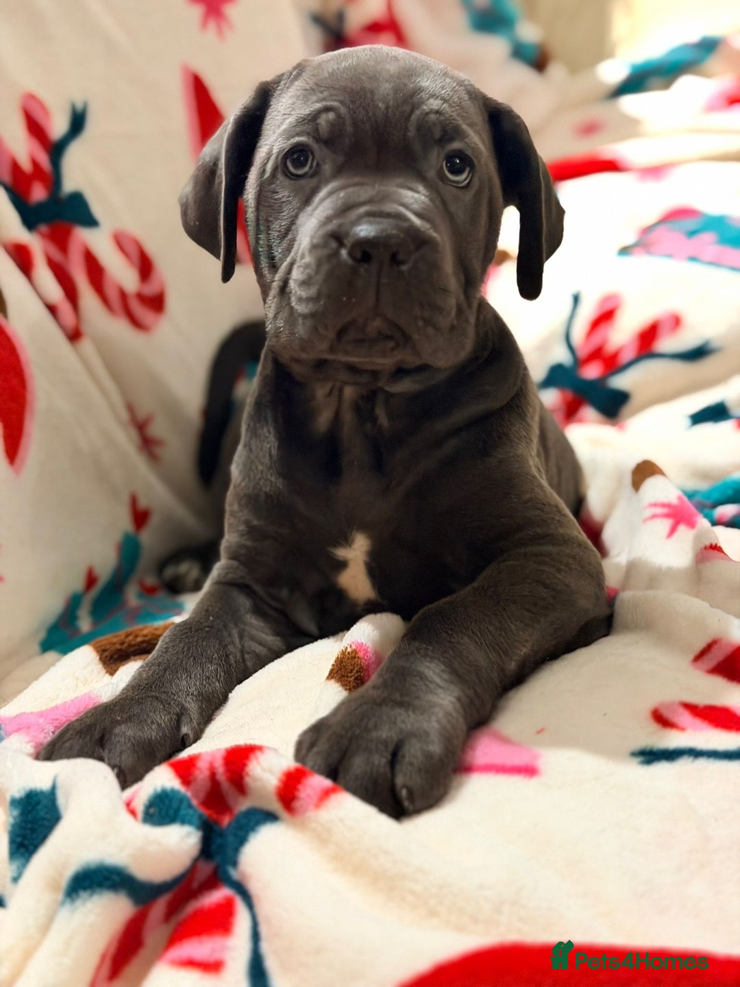 Cane Corso dogs for sale: 🐾 Stunning Cane Corso Puppies Available NOW ! 🐾 - Advert 9