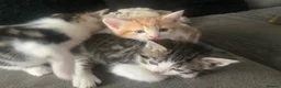 Mixed Breed cats for sale: Gorgeous kittens - Advert 6