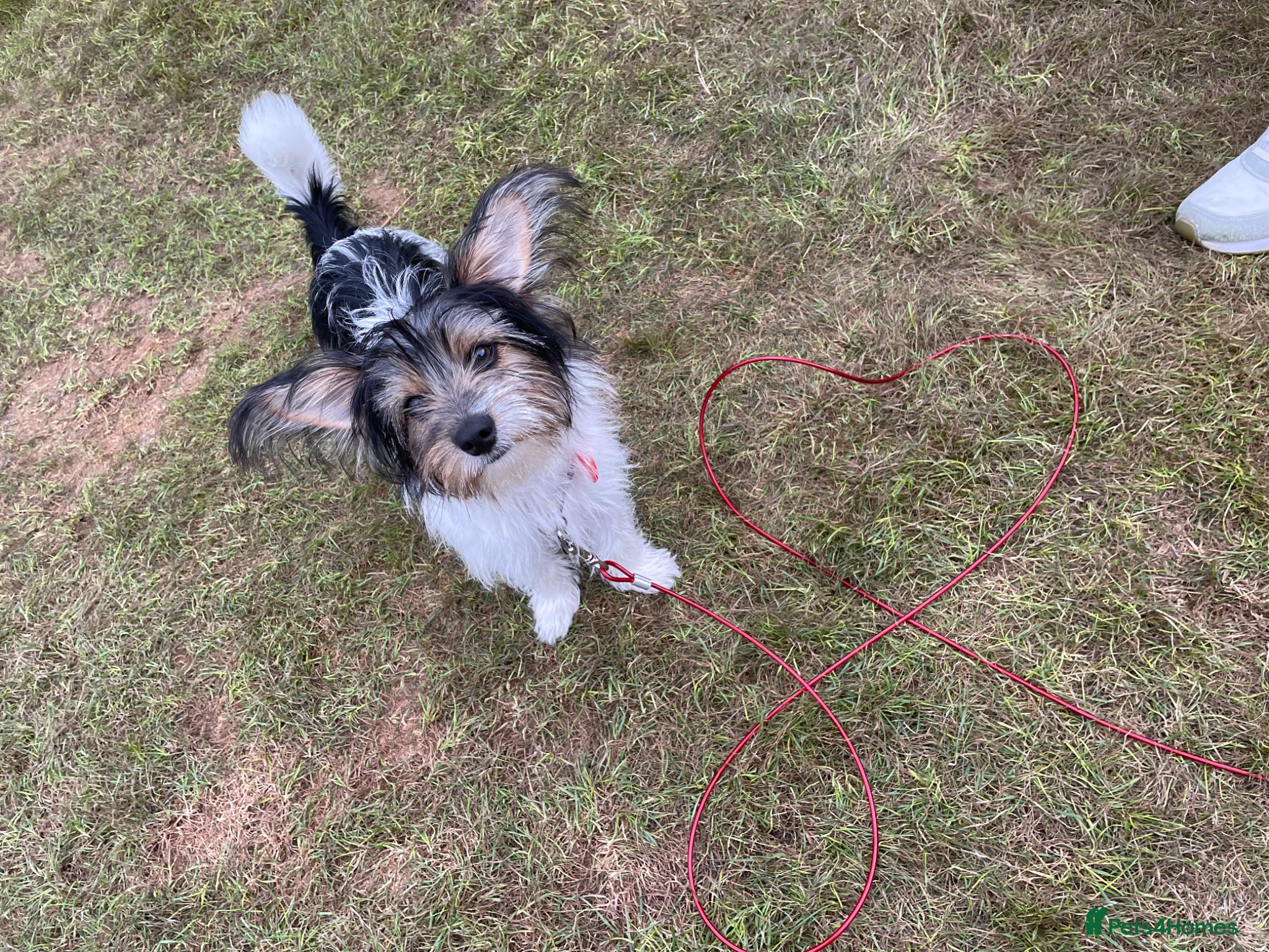 Jackapoo dogs for sale: Buster in Kidderminster - Advert 5