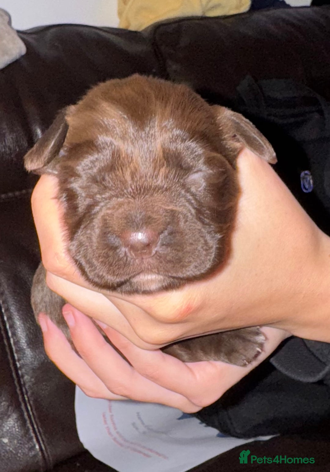 Sprocker dogs for sale: Sprocker Puppies - Image 6