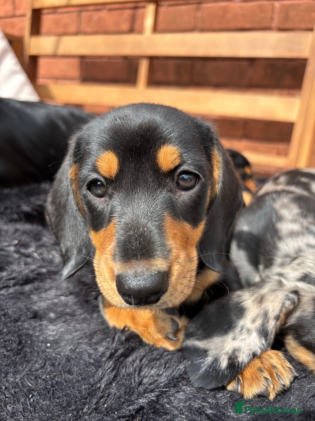 Miniature Dachshund dogs for sale: Miniature long and smooth coated Dachshunds - Image 13