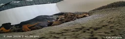 Dachshund dogs for sale: Litter of 5 stunning dachshund pups - Advert 5