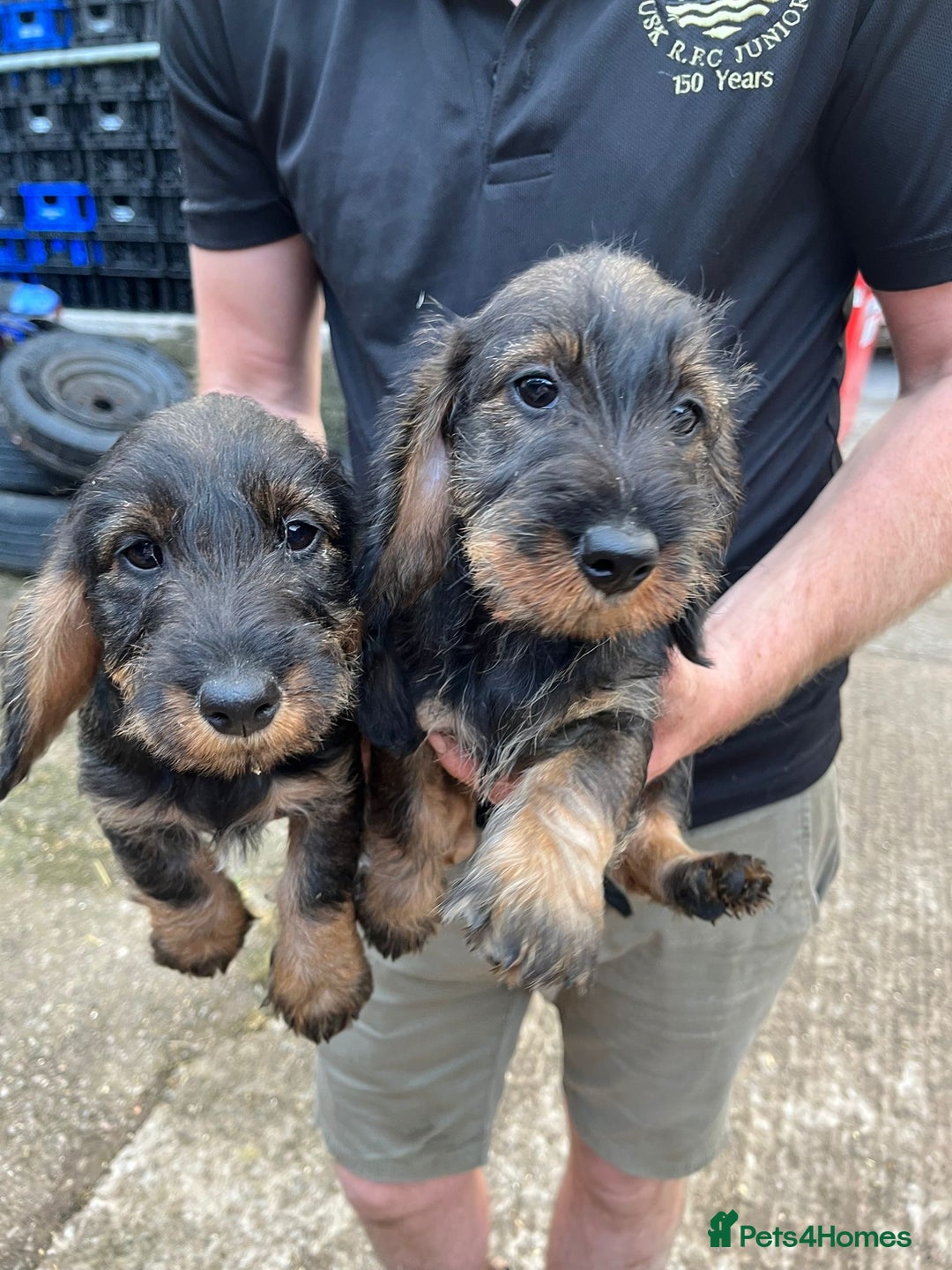 Dachshund dogs for sale: Standard Wirehaired Dachshund (Teckel) Pups - Image 6