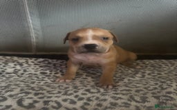 American Bull Staffy dogs for sale: American staffie puppies - Advert 2